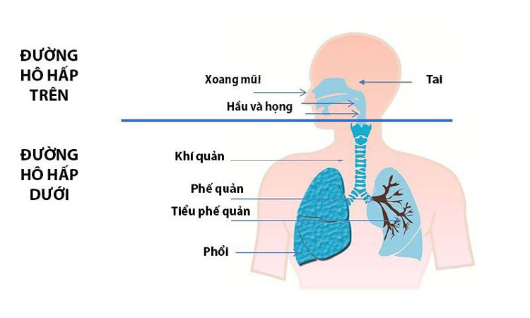 Phòng bệnh đường hô hấp mùa mưa