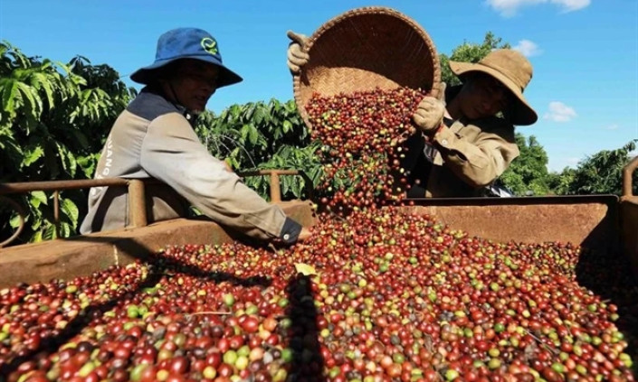 Việt Nam’s coffee industry spots opportunity amid rising global prices