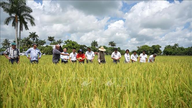 Đoàn làm phim VTV thăm cánh đồng lúa ở huyện Los Palacios, tỉnh Pinar del Rio. Ảnh: Việt Hùng-P/v TTXVN tại Cuba