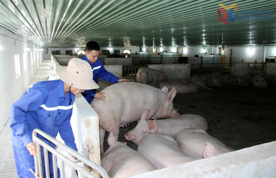 Đàn lợn được nuôi tại Công ty CP khai thác khoáng sản Thiên Thuận Tường.