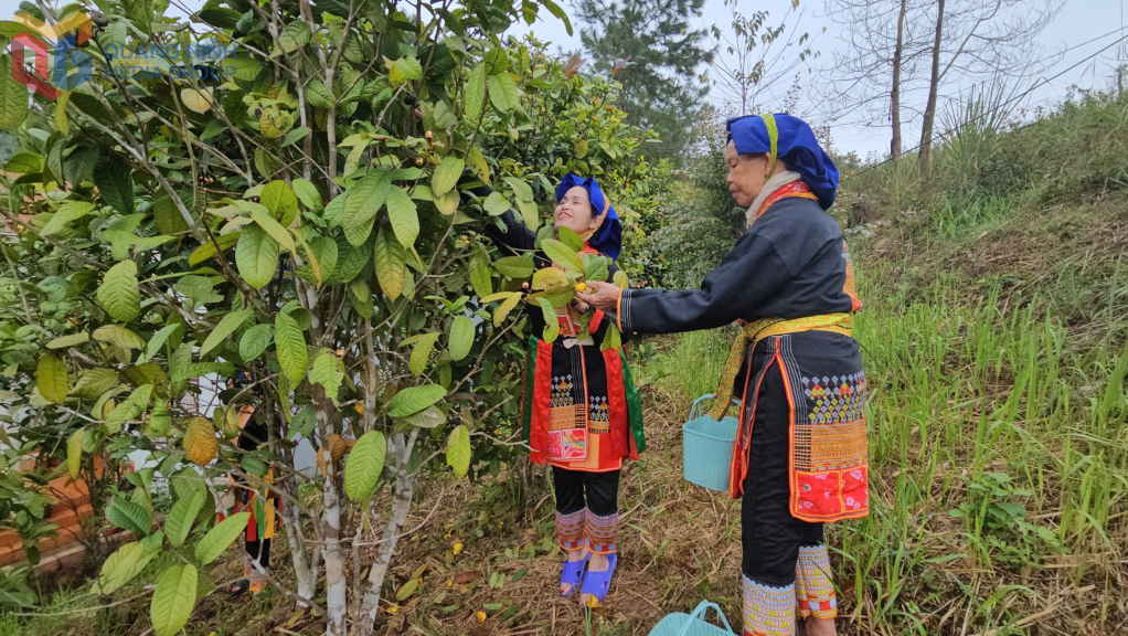 Chị Nguyễn Thuý Hà cùng bà con người Dao Thanh Phán thu hoạch trà hoa vàng.