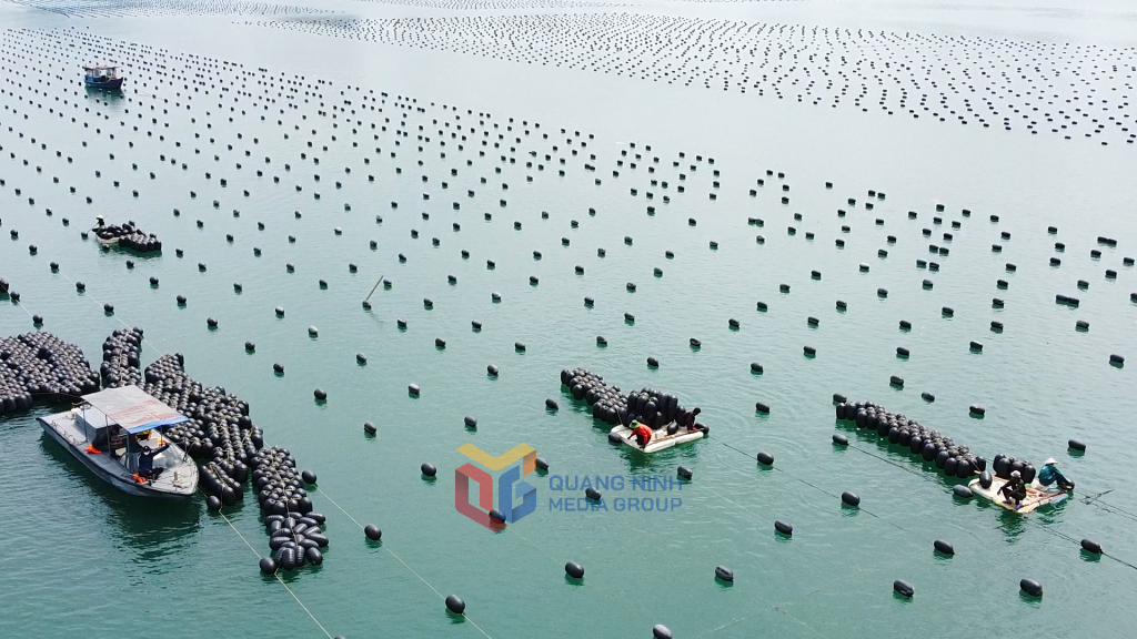 Diện tích nuôi nhuyễn thể được ngư dân Đăc khu Vân Đồn khôi phục lại từ sau quý III năm 2024 đến nay là 3.578ha.