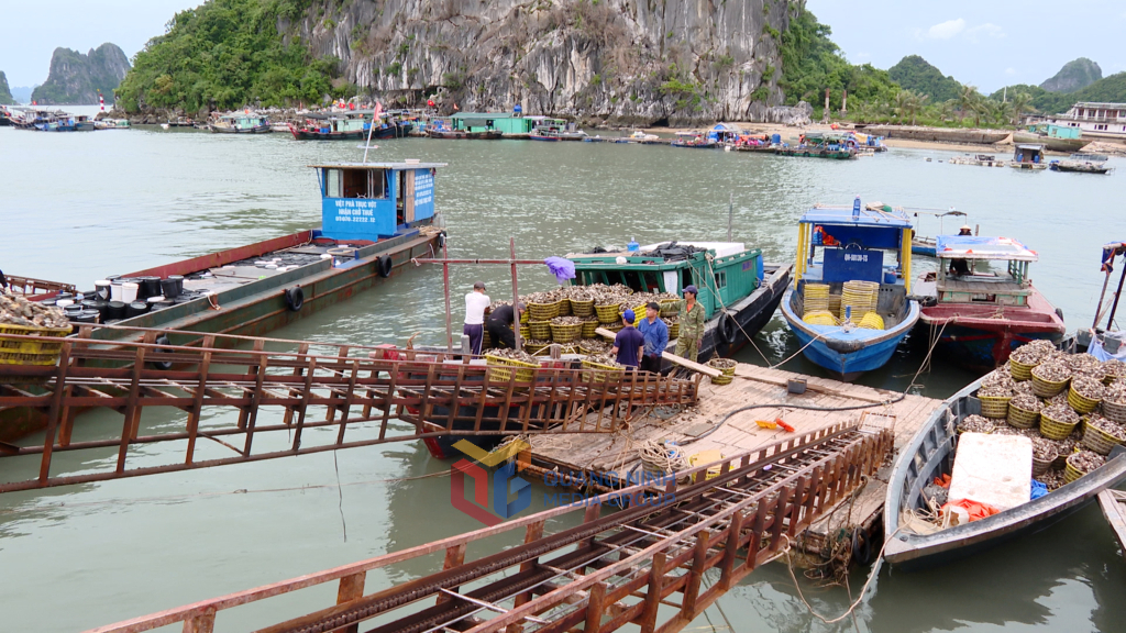 Sản lượng nhuyễn thể bốc dỡ qua Cảng cá Cái Rồng đạt 300 tấn/ngày. 