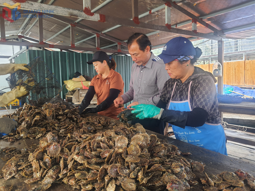 Công nhân Công ty CP ngọc trai Hạ Long phân loại, sơ chế trai lấy ngọc được nuôi trên Vịnh Hạ Long.