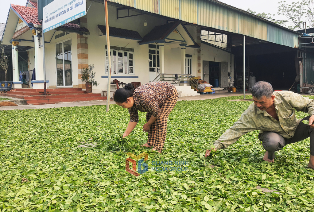 Sản phẩm chè hữu chơ được người dân Đường Hoa thu hoạch về và phơi sấy dựa vào tự nhiên.