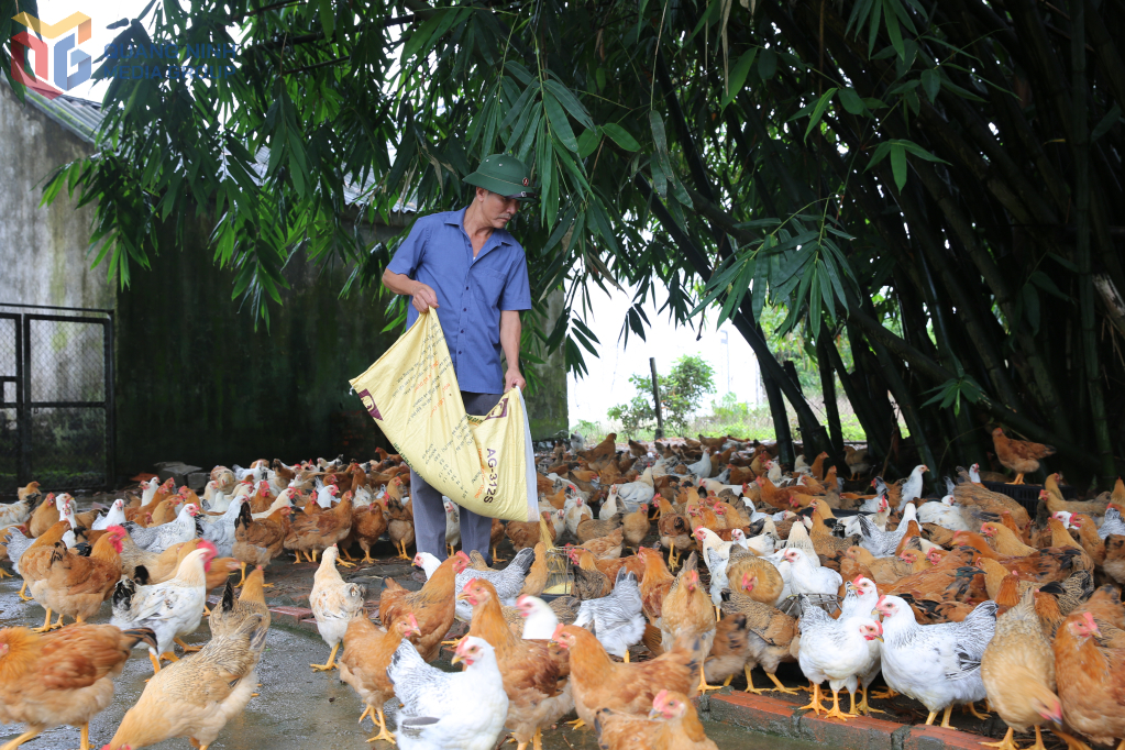 Mô hình nuôi gà đồi, sản phẩm OCOP tại xã Đông Ngũ cho thu nhập trên 200 triệu đồng/năm.