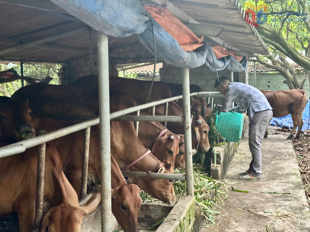 Mô hình chăn nuôi bò của ông Trương Văn Đại, dân tộc Dao, thôn Khe Sú 1, phường Yên Tử. Ảnh: Cao Quỳnh