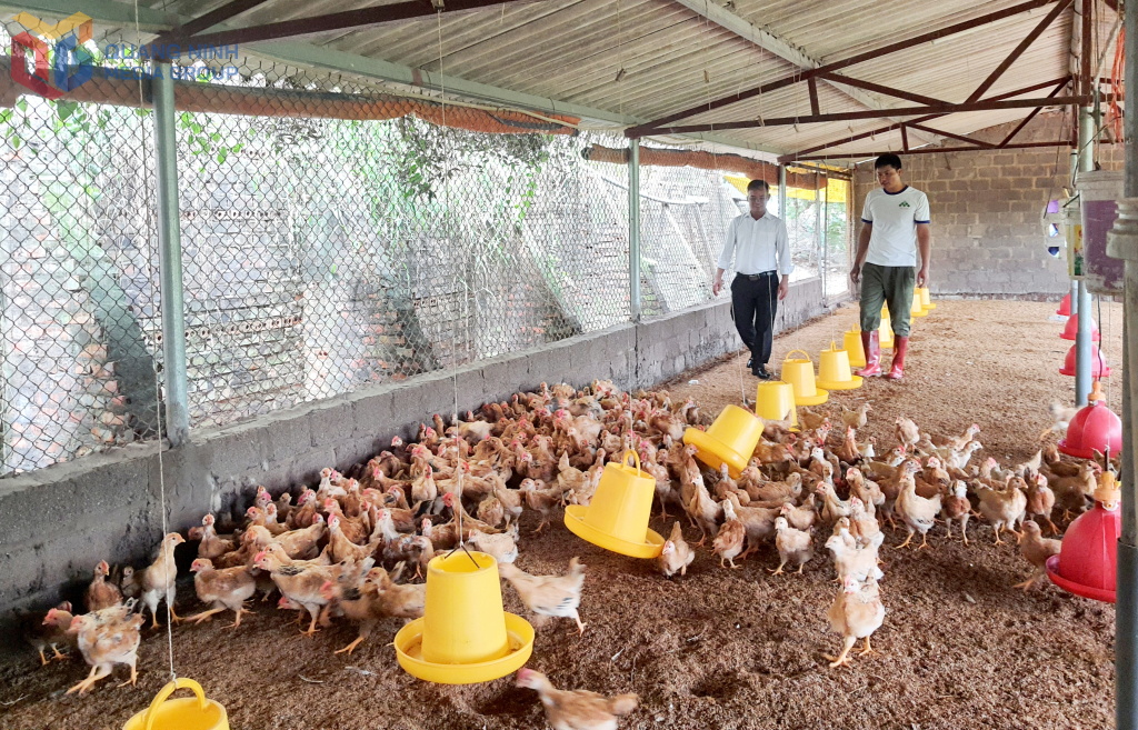 Anh Hoàng Văn Thảo, xã Quảng Tân (ngoài cùng, bên phải) kiểm tra chuồng trại chăn nuôi giống gà râu Đầm Hà của mình.