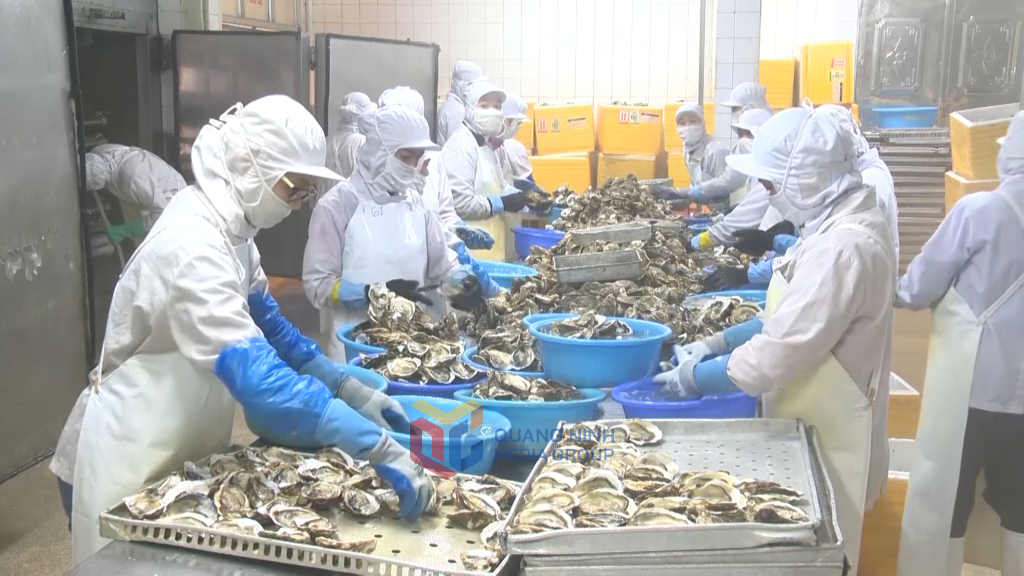 Hàu Vân Đồn là một trong những mặt hàng thủy sản nuôi trồng được Công ty CP Xuất nhập khẩu thủy sản Quảng Ninh chế biến để xuất khẩu.