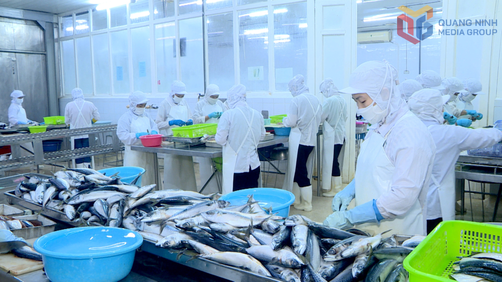 Cá Nục chuối là 1 trong những mặt hàng xuất khẩu truyền thống của Công ty CP xuất nhập khẩu thủy sản Quảng Ninh.