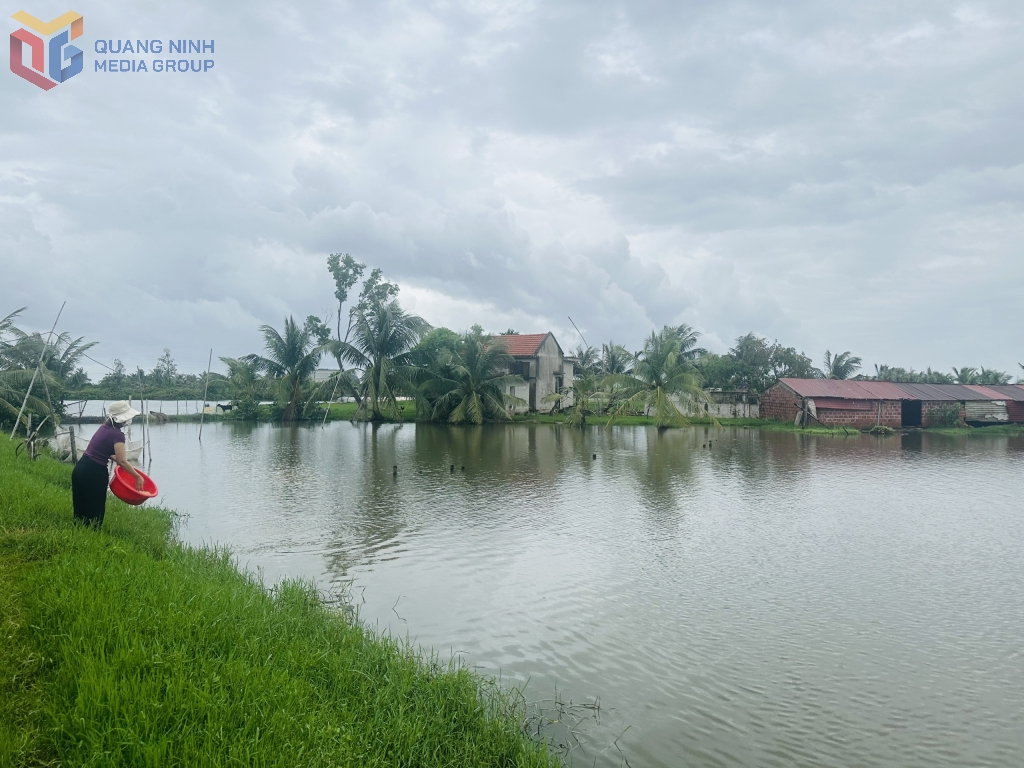 Ao chăn nuôi của gia đình chị Lê Thị Hường, khu Tiền Phong, phường Liên Hòa. 
