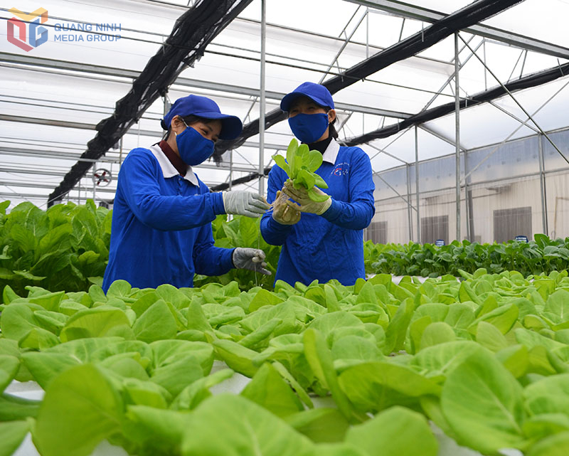 Trồng rau thuỷ canh ở Green Farm 188 Mạo Khê.