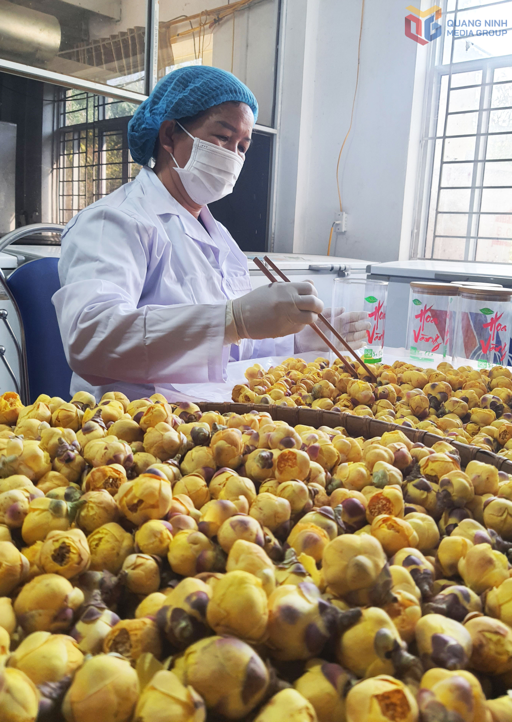 Sản phẩm OCOP 5 sao trà hoa vàng Ba Chẽ hiện đang được đánh giá có chất lượng tốt, được thị trường tin dùng.