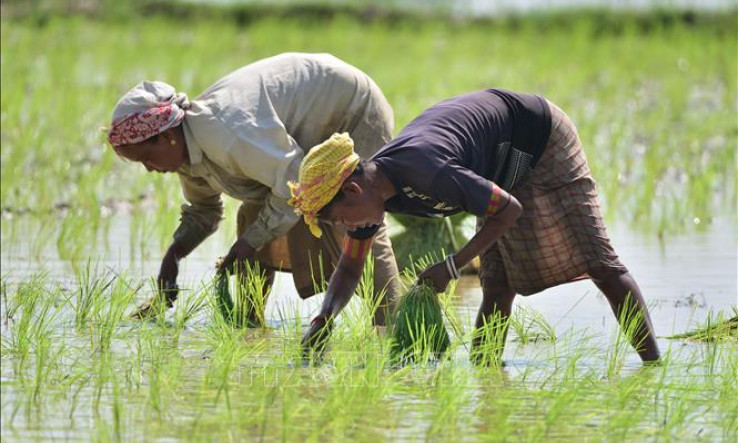 Hạt giống vô tính hứa hẹn thay đổi nông nghiệp toàn cầu