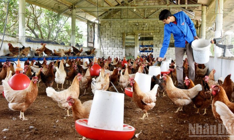 Ngành nông nghiệp duy trì đà tăng trưởng, xuất siêu đạt hơn 13 tỷ USD