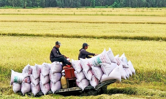 Tích cực tìm thị trường mới cho gạo xuất khẩu