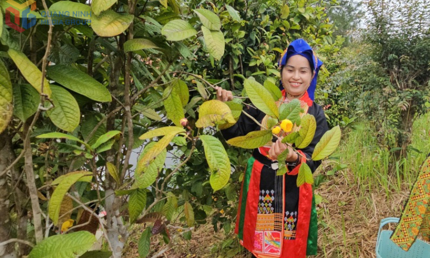 Trồng trà hoa vàng giữa mây ngàn