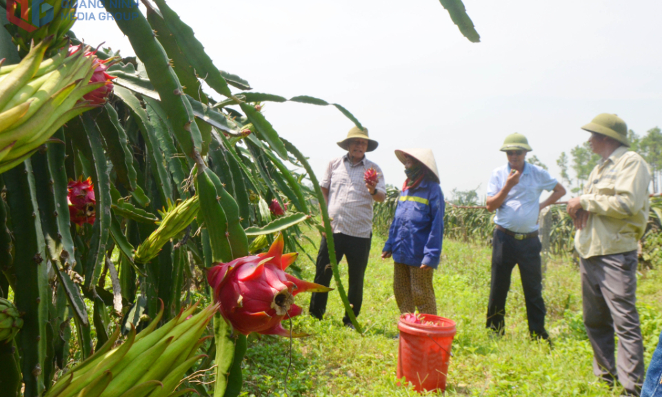 “Vương quốc” thanh long trên đất cằn