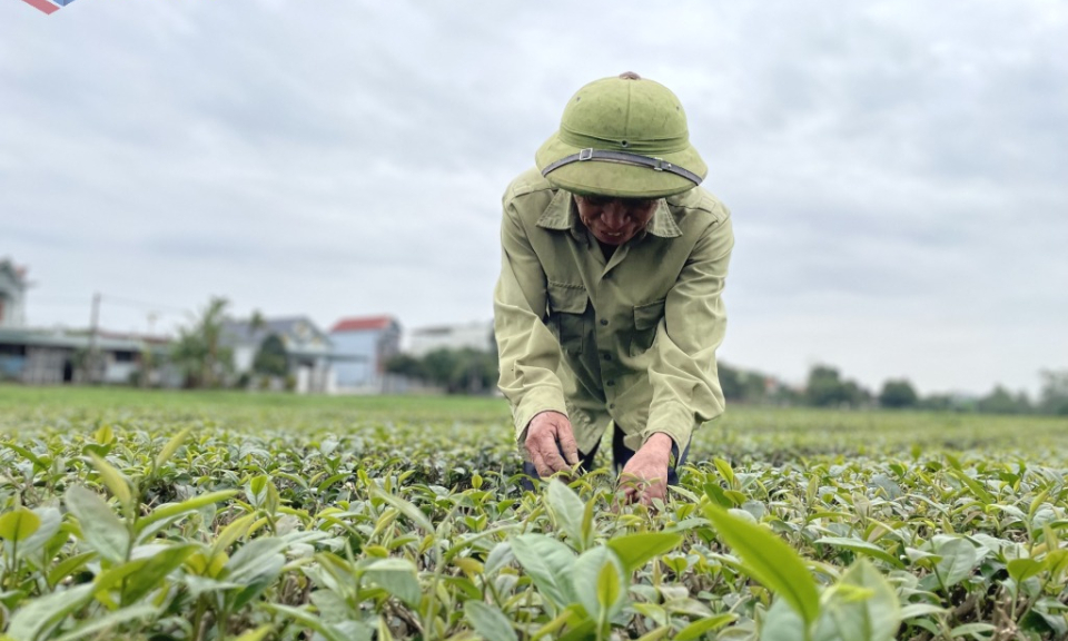 Quang Ninh elevates OCOP products