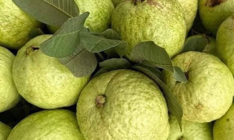 Bí quyết có giấc ngủ ngon, thư giãn với trái ổi
