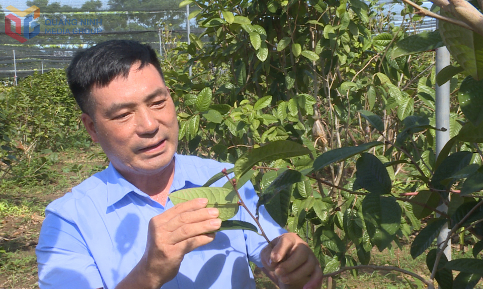 Quảng Ninh có cá nhân được vinh danh “Nông dân Việt Nam xuất sắc” năm 2025