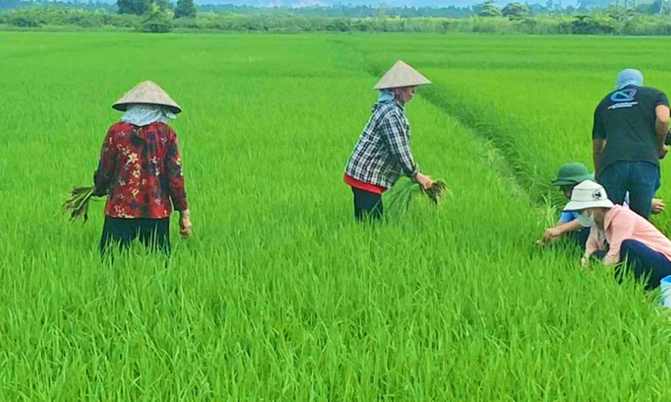 Ứng dụng IPM trên cây trồng: Hướng tới nền nông nghiệp xanh, bền vững