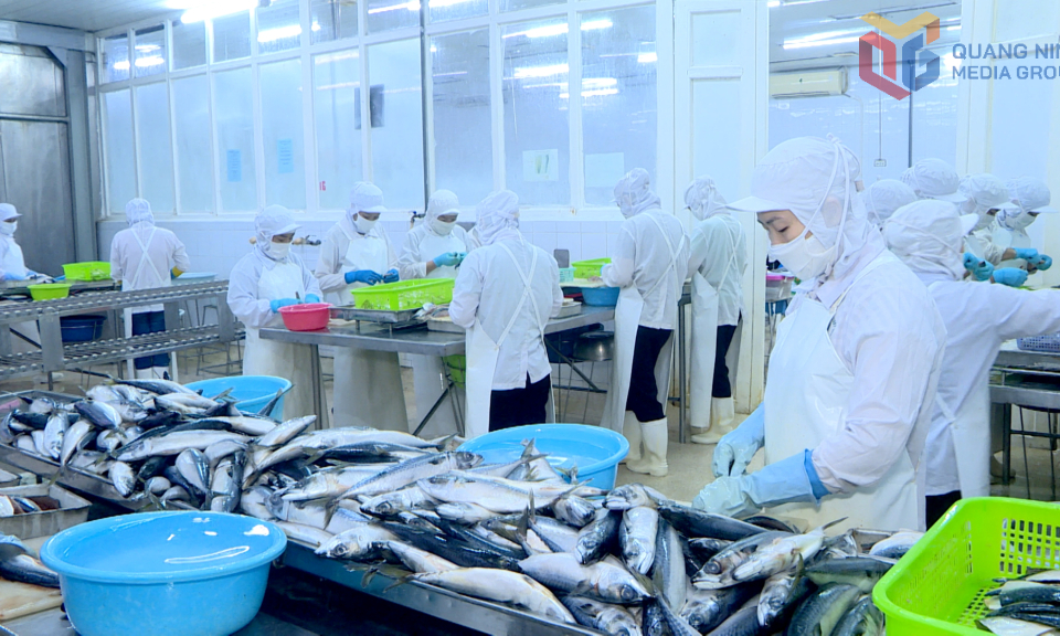 Công ty CP XNK Thủy sản Quảng Ninh: Khẳng định vị thế trên thị trường xuất khẩu