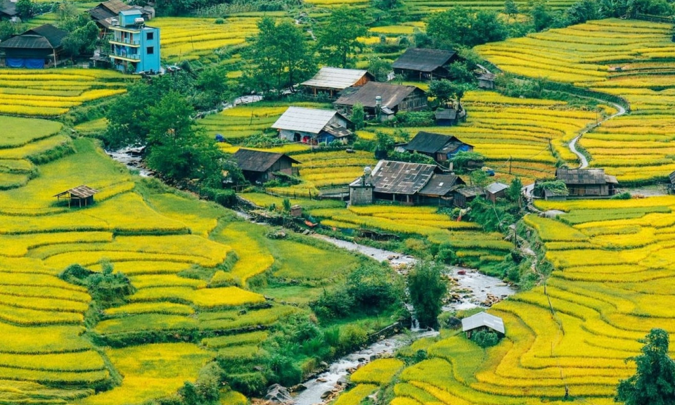 Ruộng bậc thang Sa Pa, Y Tý mùa lúa chín hớp hồn du khách
