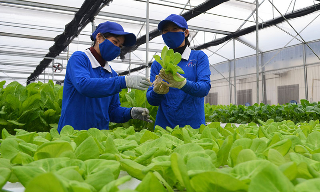 Nền tảng chắc, lực đẩy mạnh để nông nghiệp, nông thôn tiến lên hiện đại
