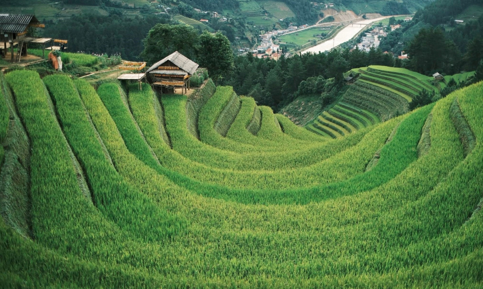 Mùa lúa trĩu bông đẹp mê mải trên ruộng bậc thang Mù Cang Chải
