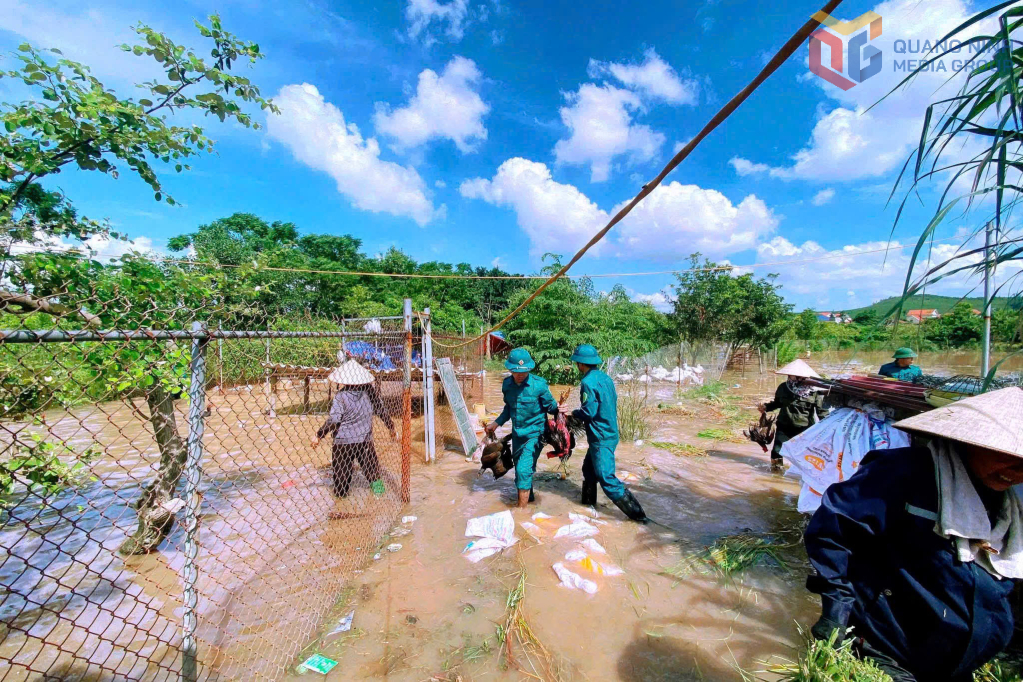 Các lực lượng hỗ trợ nhân dân ở khu vực ngoài đê di chuyển vật nuôi, tài sản tránh nước ngập.