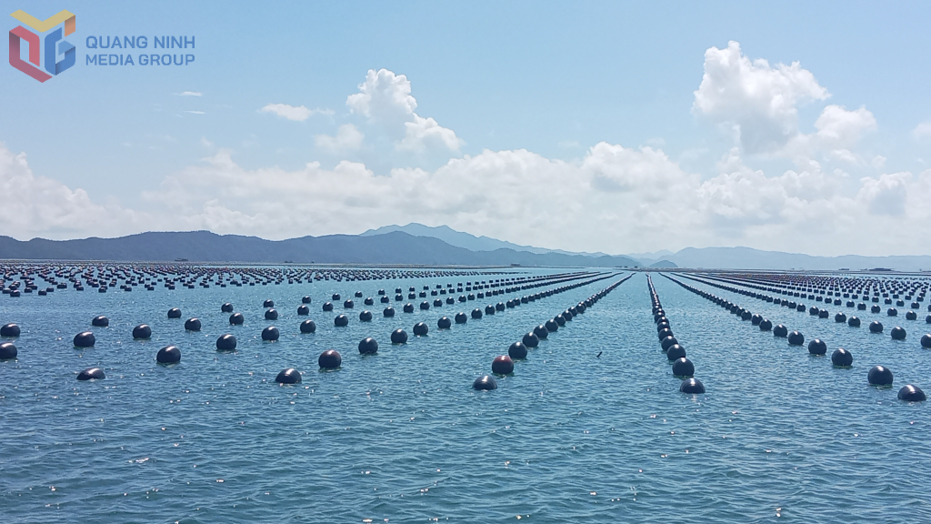 Nuôi hàu trên vùng biển thôn Đầu Rồng, xã Cái Chiên