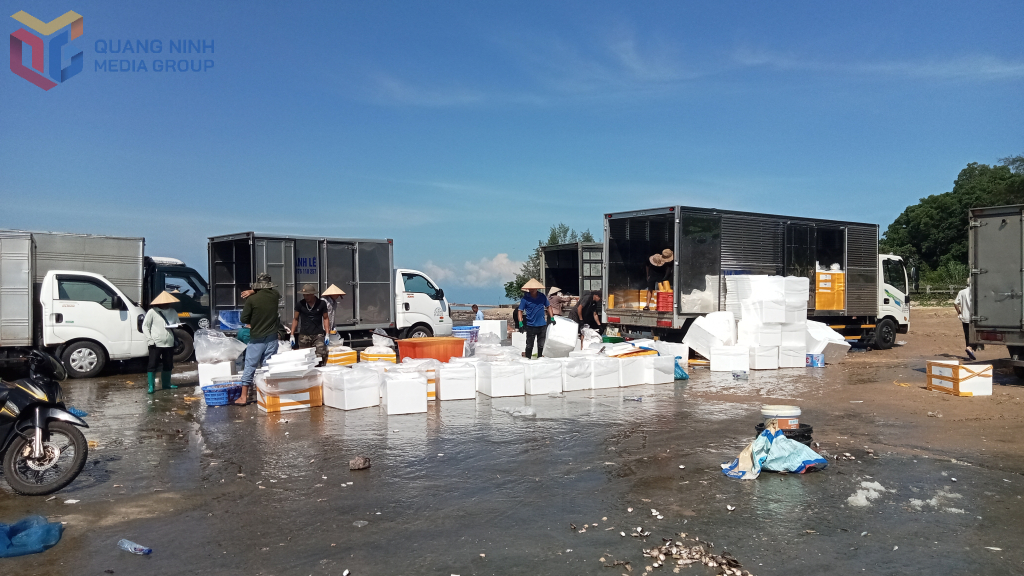 Thu mua thuỷ sản tại phường Móng Cái 1