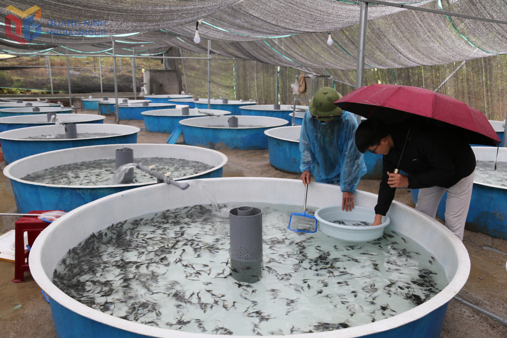 Trang trại nuôi cá tầm tại thôn Siệc Lống Mìn, xã Quảng Lâm