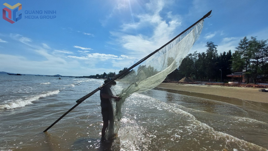 Xúc tép tại bãi biển Trà Cổ, phường Móng Cái 1
