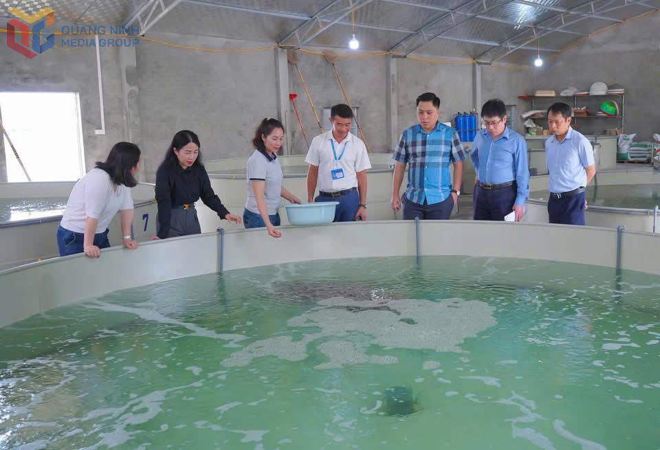 Sở KH&CN kiểm tra tiến độ thực hiện nhiệm vụ KHCN cấp tỉnh “Hoàn thiện quy trình kỹ thuật sản xuất giống và nuôi thương phẩm cá song da báo (Plectropomus leopardus) tại tỉnh Quảng Ninh”.