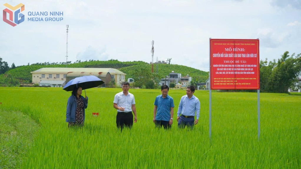 Mô hình chuyển đổi sản xuất lúa bao thai lùn hữu cơ thuộc đề tài