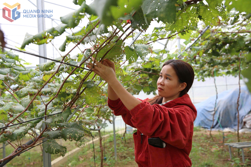 Mô hình trồng nho sữa của chị Chị Trần Thị Vân, xã Bình liêu.