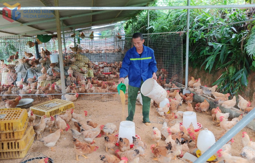 Mô hình nuôi gà kết hợp trồng cây ăn quả có múi cho thu nhập kinh kế cao của anh Trần Văn Thoòng, xã Bình Liêu.