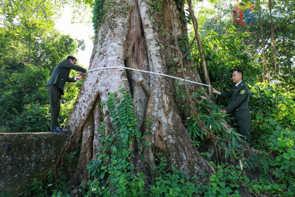 Xã Quảng Đức phối hợp cùng Hạt kiểm lâm khu vực 6 khảo sát lựa chọn cây cổ thụ đủ tiêu chuẩn để đề nghị vinh danh cây di sản.