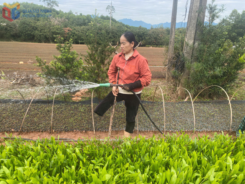 Chị Nguyễn Thị Sâm đang chăm sóc vườn ươm keo giống của gia đình.