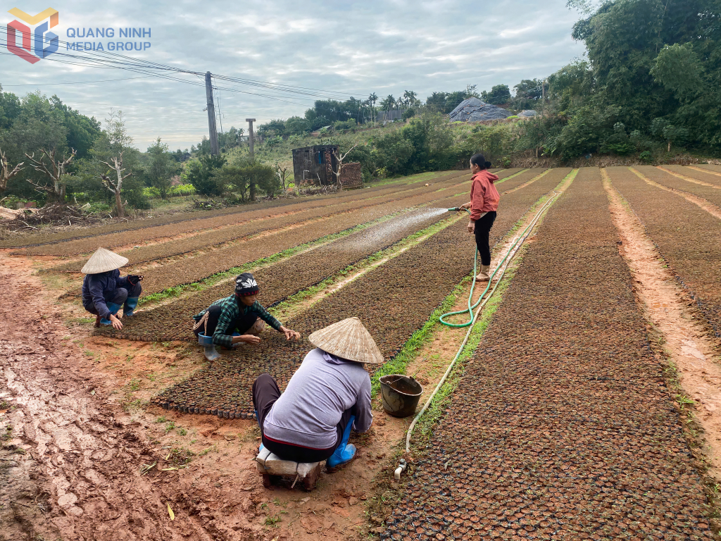 Vườn ươm keo giống của chị Sâm đã tạo thêm nhiều việc làm cho phụ nữ khó khăn.