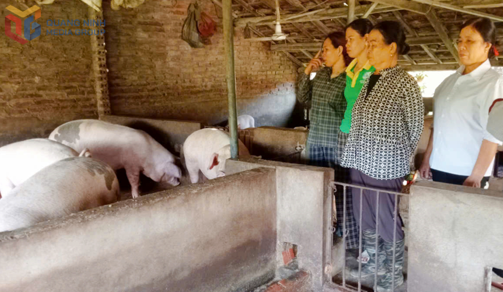 Hội viên Hội LHPN thôn Điền Xá (Đặc khu Vân Đồn) viên tham quan mô hình chăn nuôi lợn thịt của gia đình chị Hà Thị Hương.