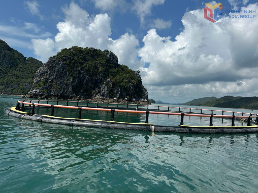 Một lồng cá HDPE của HTX Hải Đăng 68.