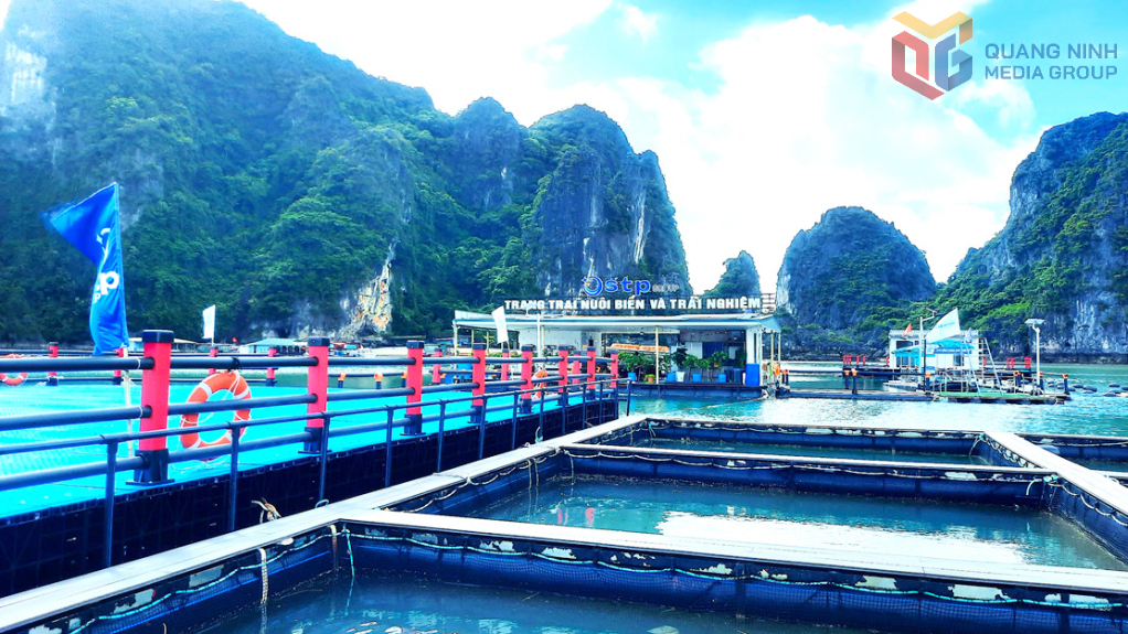 Trang trại nuôi biển của STP Gruop tại Vân Đồn.