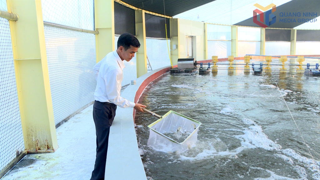 Giám đốc Hợp tác xã nuôi tôm công nghệ cao Cẩm Phả kiểm tra  chất lượng tôm thẻ chân trắng nuôi theo quy trình 3 giai đoạn.