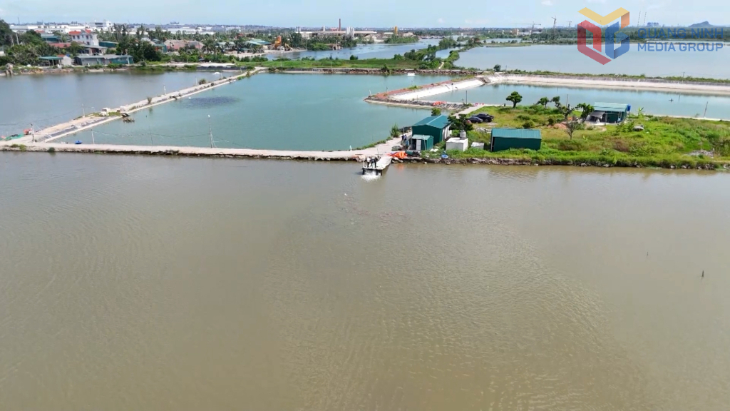 Mô hình nuôi cá trắm theo quy mô công nghiệp tại phường Minh Thành.