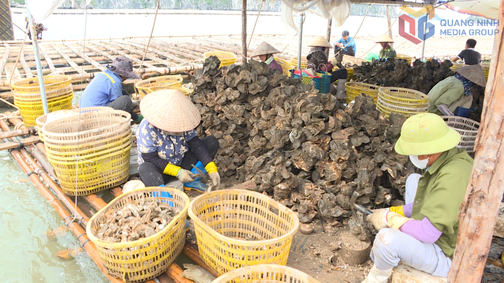 Ngư dân phường Hà An thu hoạch sản phẩm hàu cửa sông, đối tượng nuôi biển có giá trị kinh tế.