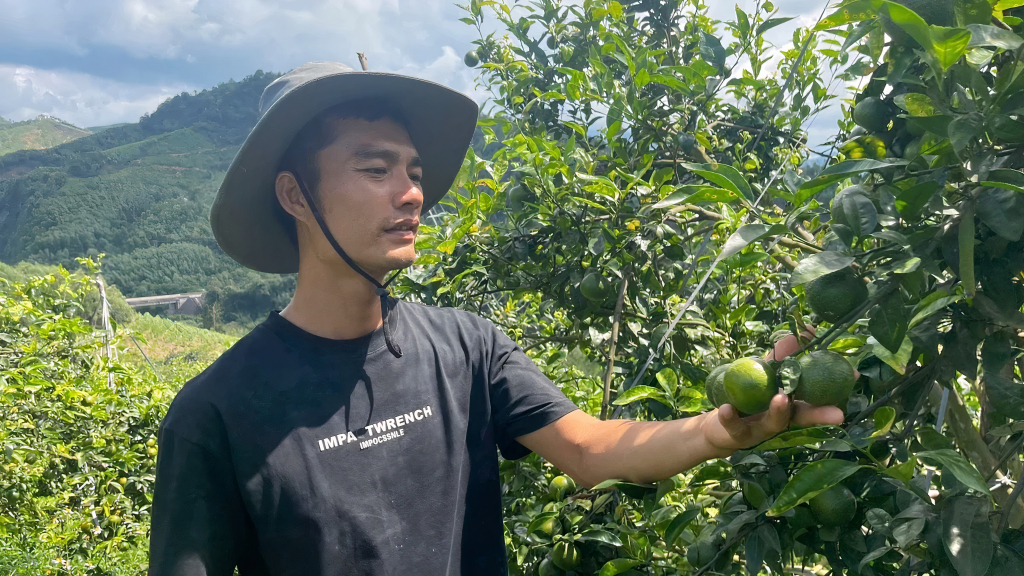 HTX Lục Lâm phát triển giống cam 