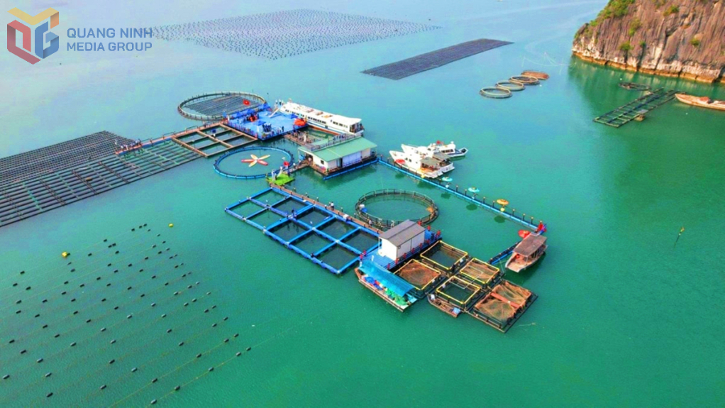 Hệ thống lồng HDPE kết hợp nuôi cá, hàu và rong sụn trong mô hình nuôi biển bền vững của STP Group tại đặc khu Vân Đồn.